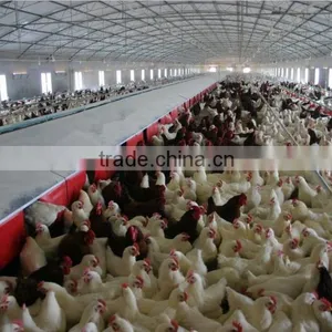 2014 Hot-sale Free Layer Feeding System thumbnail-1