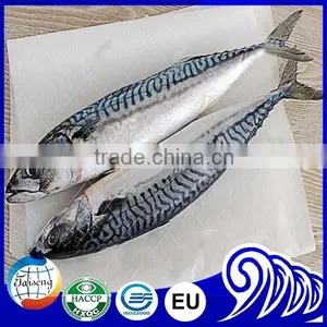Frozen Mackerel Price Indian Mackerel Pacific Mackerel thumbnail-1