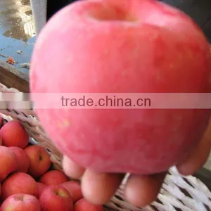 Red Fuji Apple Exporter in China thumbnail-1