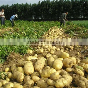 New Potatoes Bulk/holland Potato/potato New Price thumbnail-1