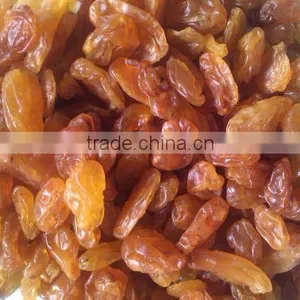 Raisin thumbnail-1