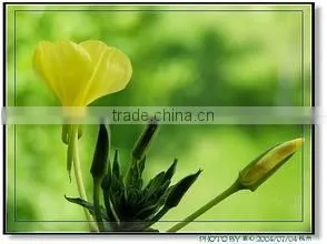 NSF GMP Oil of Evening Primrose thumbnail-4