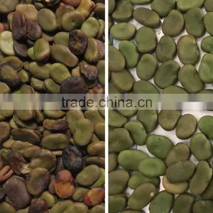CCD Fava Bean Color Sorter thumbnail-2