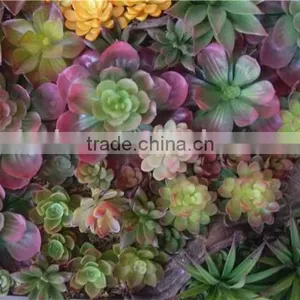 Home and Outdoor Decoration Synthetic Cheap Artificial Vertical Green Grass Succulent Wall E08 04C44 thumbnail-2
