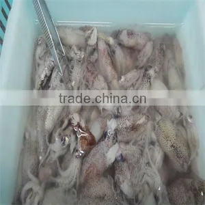 Frozen Boneless Cuttlefish Squid thumbnail-1