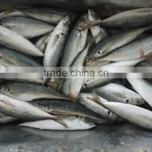 Horse Mackerel Frozen Seafood Small Eye Horse Mackerel Fresh thumbnail-1