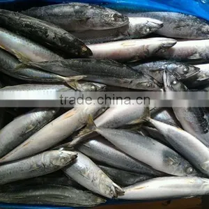 Ready Stock Sea Frozen Mackerel for Market thumbnail-3