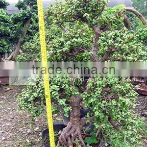 Portulacaria Indoor and Outdoor Bonsai thumbnail-1