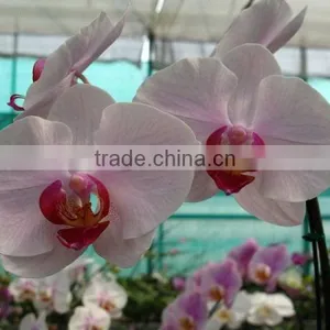 Phalaenopsis Orchid Plants Flowers Bloom & no Flowers (CM) thumbnail-1