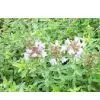 Thymus Mongolicus thumbnail-1