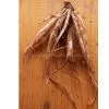 Arctium Lappa Linne P.E. thumbnail-1