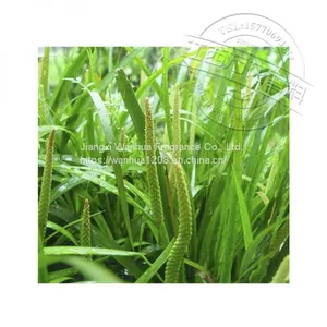 Factory Supplies Acorus Oil Distillation to Extract High Quality thumbnail-2