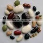 Organic Beans thumbnail-1