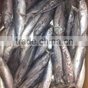A Grade 5-8pcs/kg Seafrozen Bonito WR thumbnail-3