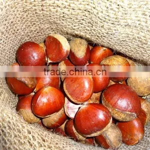 2015 New Crop of the Chestnut With Highest Quality thumbnail-1