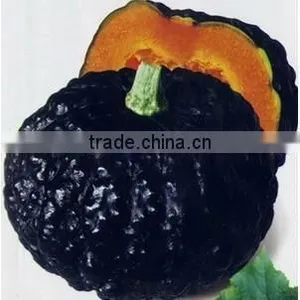 Black Pearl 2 Black Skin High Yield Hybrid f1 Pumpkin Seeds thumbnail-1