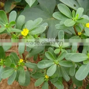 Portulacaceae ,Portulaca, Flower Seeds , Herb Seed,vegetalbe Seed,fruit Seed,grass Seed thumbnail-3