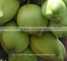 Tender Coconut/fresh Young Coconut/common Cultivation Type Young Coconut/green Young Coconut/young Coconut Exporter thumbnail-1