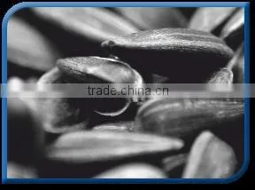 Sunflower Seed thumbnail-1