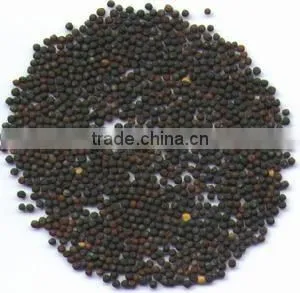 Canola Seeds thumbnail-1
