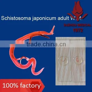 Microscope Prepared Slides Parasite Slides thumbnail-5