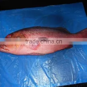RED SNAPPER thumbnail-5