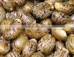 Castor Oil thumbnail-3