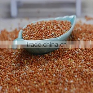 Red Millet in Husk 2016 Crop High Quality thumbnail-4