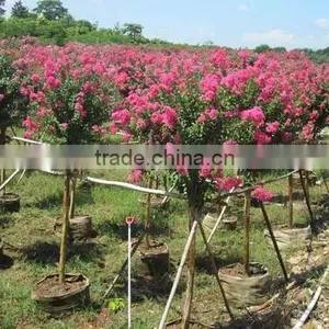 Small Leave Lagerstroemia Indica thumbnail-4