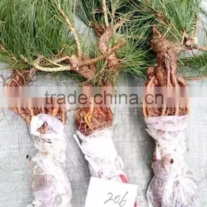 Pinus Thunbergii Parl. Black Pine Seedlings thumbnail-4
