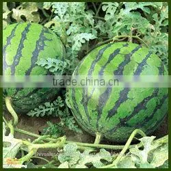 Water Melon Oil thumbnail-1