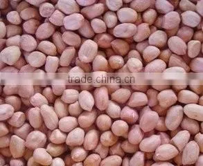 Peanut Kernal Precise Selection Line thumbnail-4