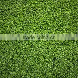 Recycling Material Long Life Green Grass Wall for Indoor and Outdoor Decor thumbnail-3