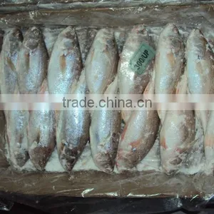 Frozen Silver Croaker thumbnail-6