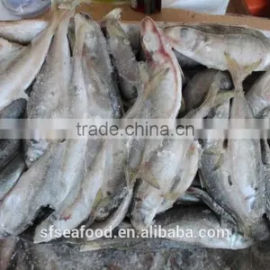 Garra Rufa Fish of Frozen Mackerel thumbnail-1