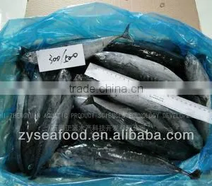 Best Price Seafood Frozen Bonito 300 + thumbnail-1