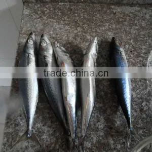 New Frozen Mackerel thumbnail-1