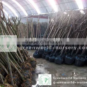 Prunus Serrulata Packing Area thumbnail-1