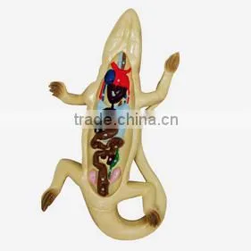 Lizard Dissection Model thumbnail-1