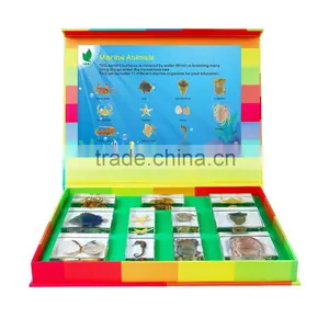 Marine Animals Specimen thumbnail-1