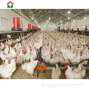 Full Automated Comlit Chicken House thumbnail-5
