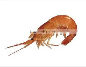 Frozen Argentine Red Shrimp - Whole or Tails thumbnail-1