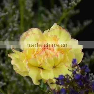 Quality Top Sell Cheap Flower Carnation Flower thumbnail-3