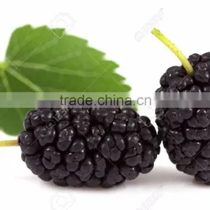 Nature Pure Mulberry Leaf Powder Producers thumbnail-2