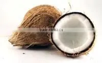 Fresh Fruit-fresh Coconuts to Exports Only thumbnail-1