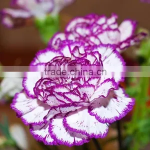 Fresh Cut Flower Classical Single Gerbera Decoration Flowers thumbnail-2