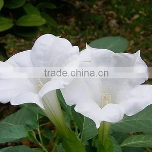 Treeform Datura, Datura , Flower Seeds , Herb Seed,vegetalbe Seed,fruit Seed,grass Seed thumbnail-1