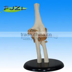 Human Skeleton Life-size Elbow Joint Model,elbow Medical Skeleton thumbnail-1