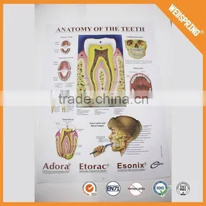 Big Sale Custom Sizeeducational Medical Chart thumbnail-4