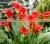 Real Natural Fresh Red Wine Color Calla Lily Flowers in Kunming thumbnail-1